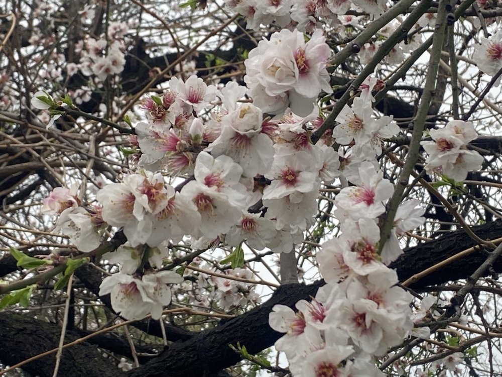 Cemre düştü badem ağaçları çiçek açtı