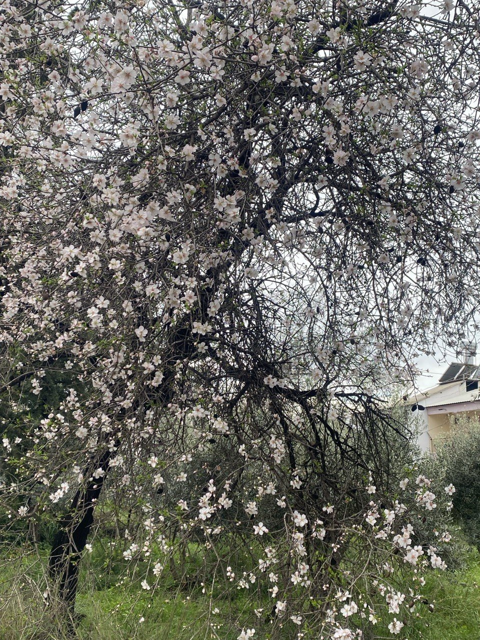 Cemre düştü badem ağaçları çiçek açtı