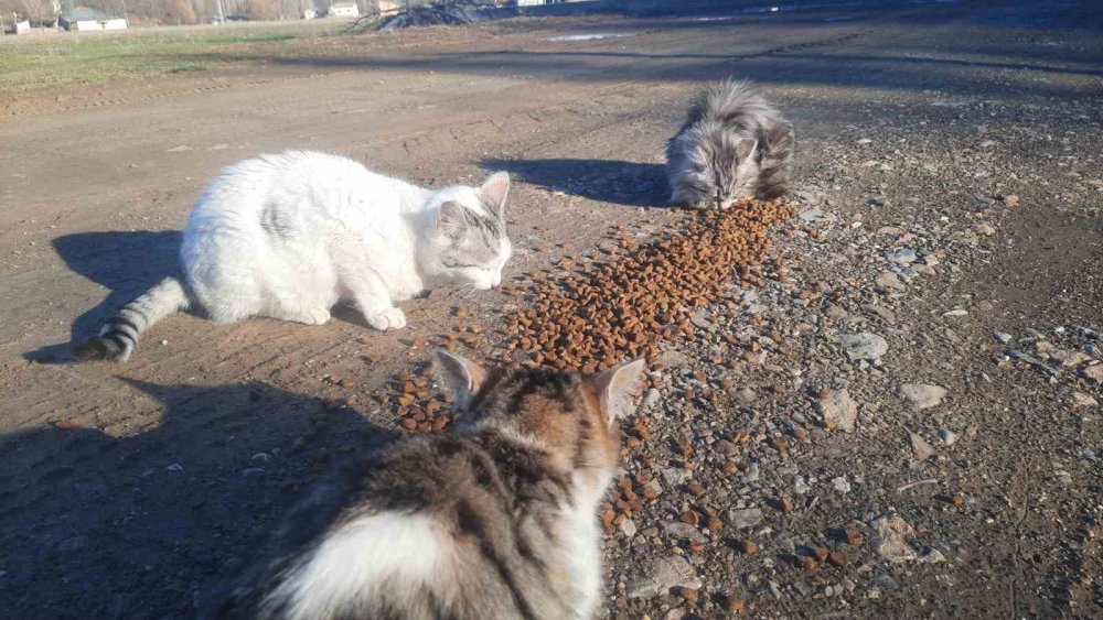 Konya’da aç kalan kediler için 30 kilometre yol gitti