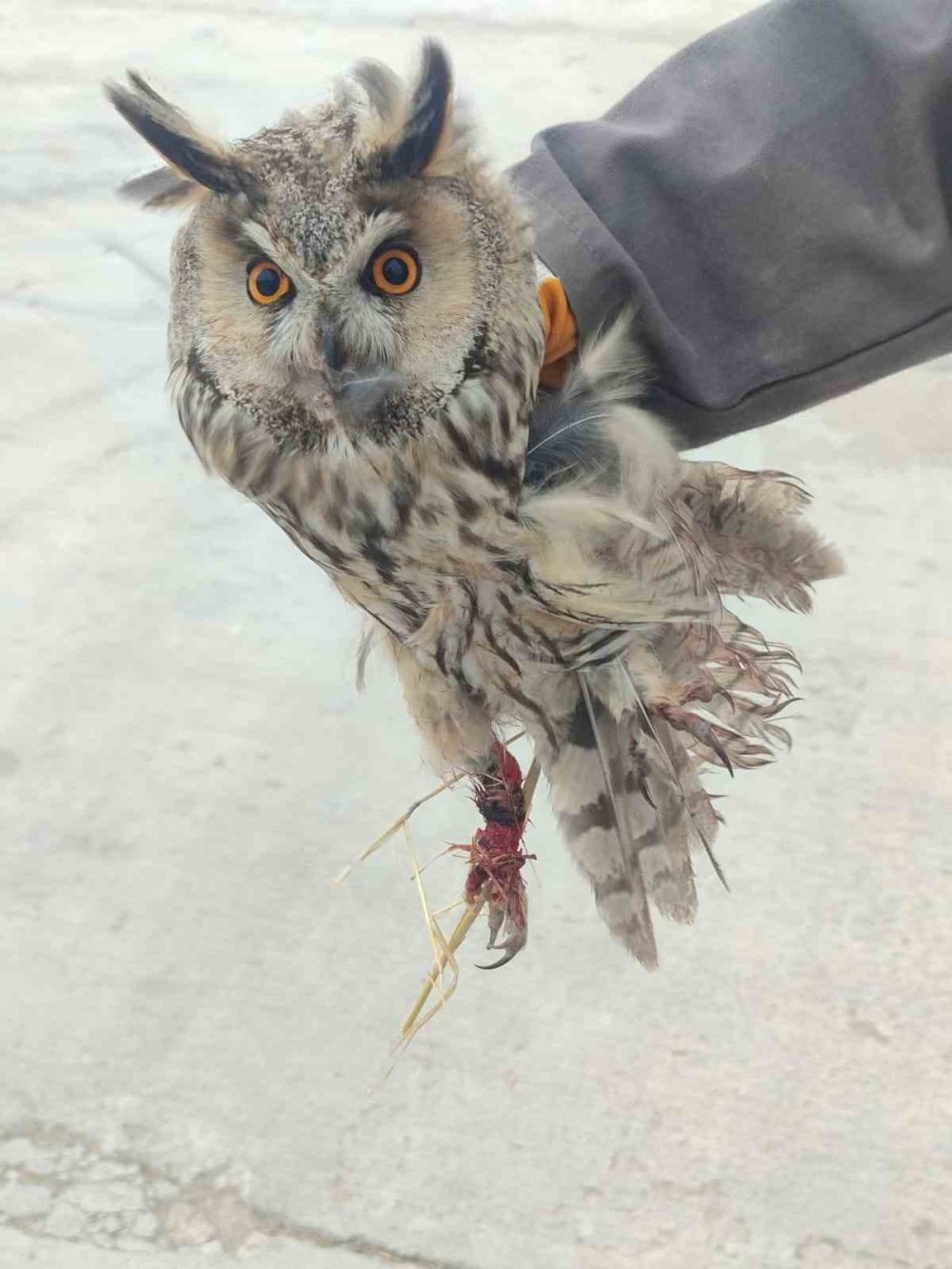 Yaralı baykuşu Karapınarlı vatandaş kurtardı