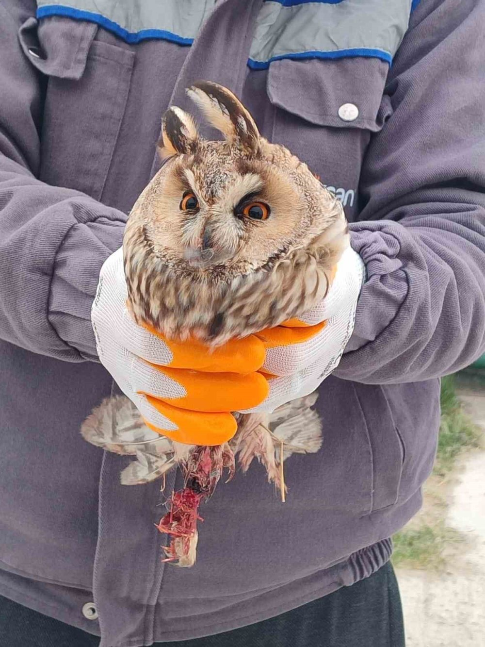Yaralı baykuşu Karapınarlı vatandaş kurtardı