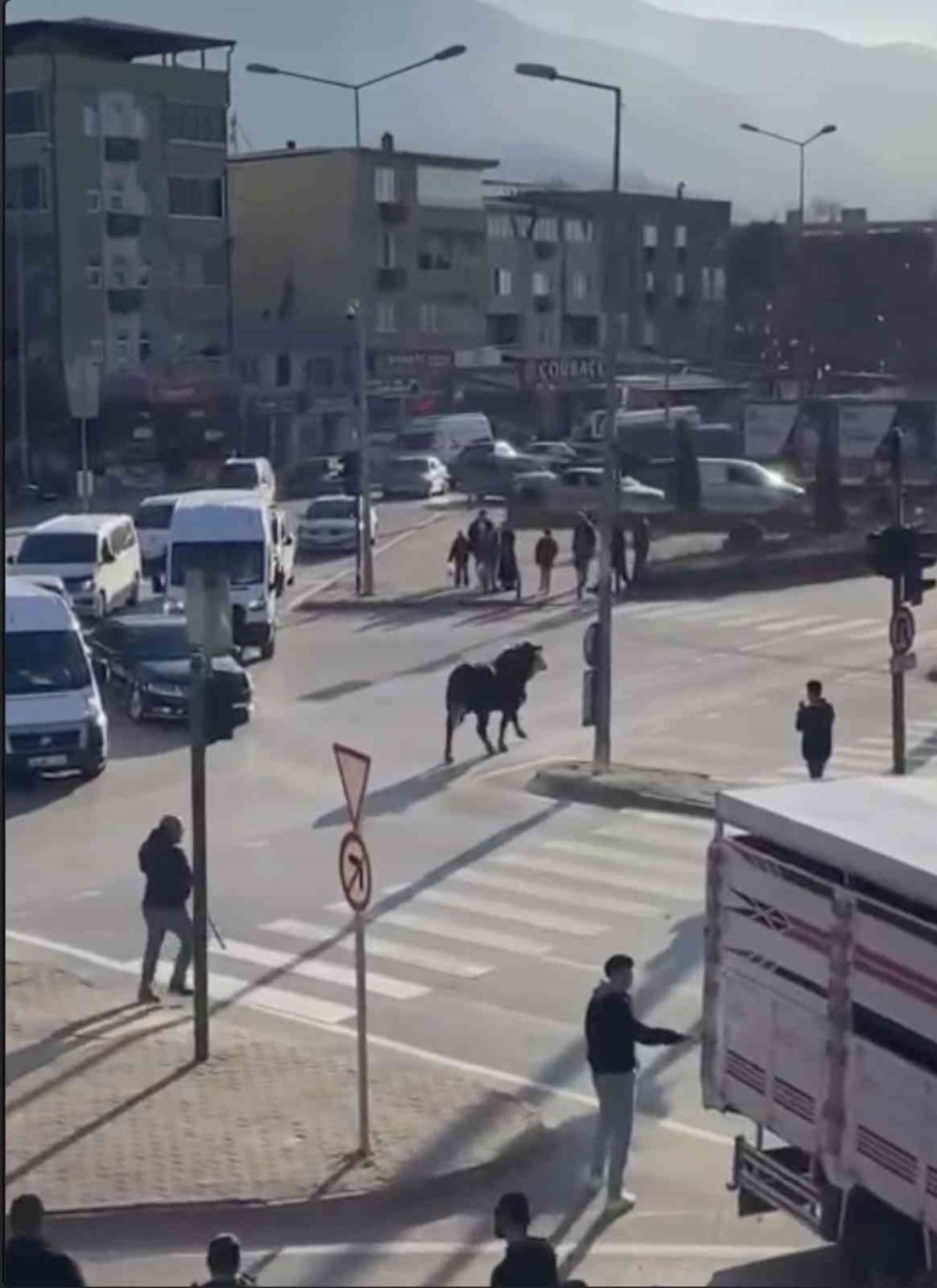 Kaçan boğa trafiği karıştırdı, Ankara yolunda metrelerce koştu