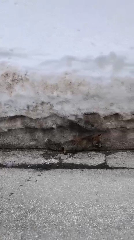 Tilkiye çarptı yaralı bırakıp kaçtı