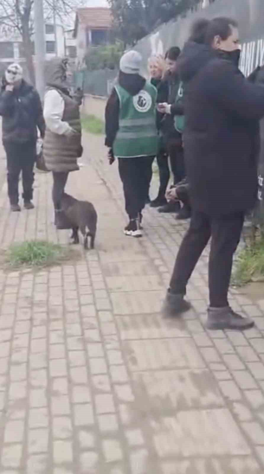 Gemlik'te barınak krizi: Hayvanseverler içeri alınmadı iddiası