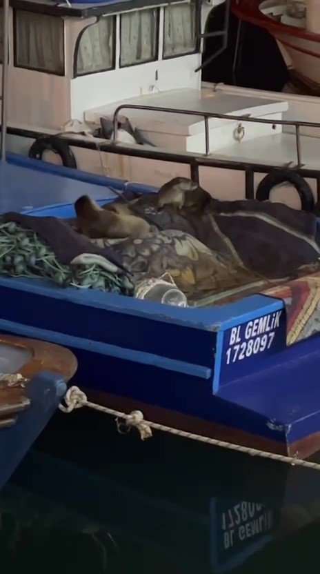 Gemlik'te yürek ısıtan görüntü: Tekneye sığındılar