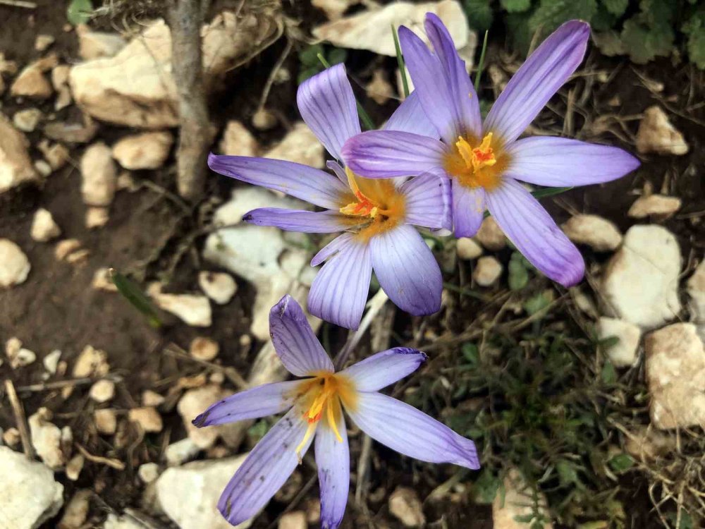 Sökmek yasak ihracat serbest