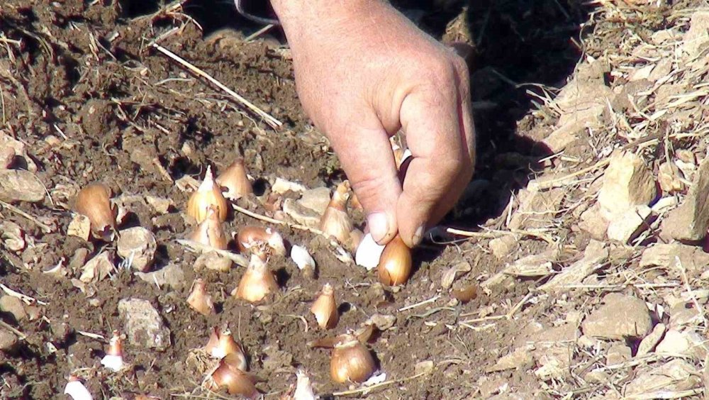 Sökmek yasak ihracat serbest