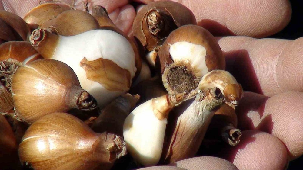 Sökmek yasak ihracat serbest