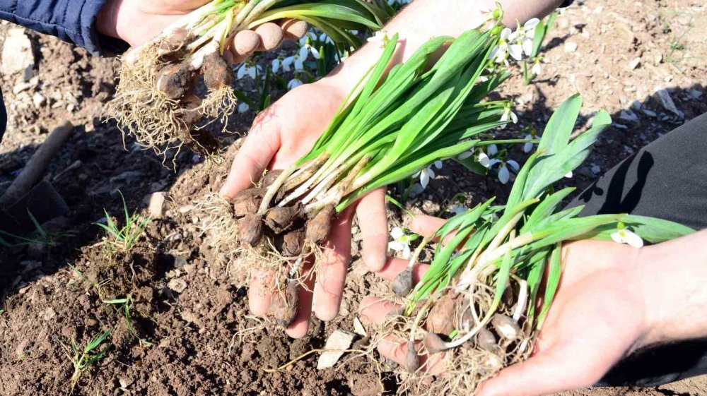 Sökmek yasak ihracat serbest