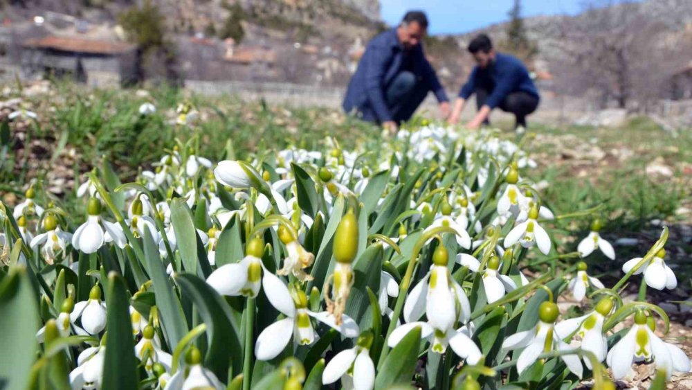 Sökmek yasak ihracat serbest