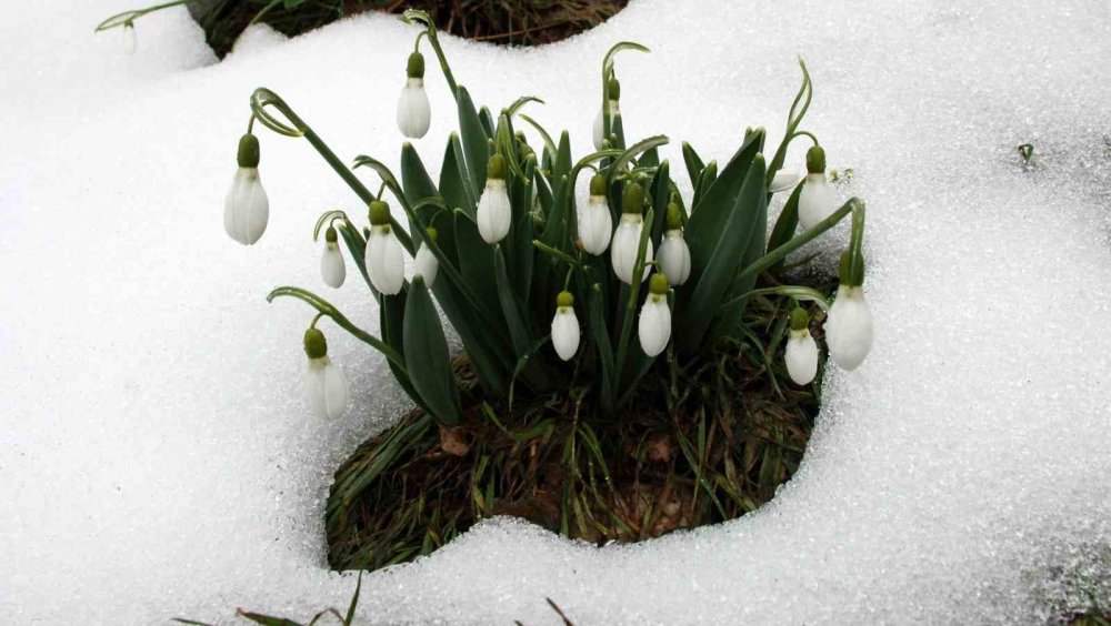 Sökmek yasak ihracat serbest