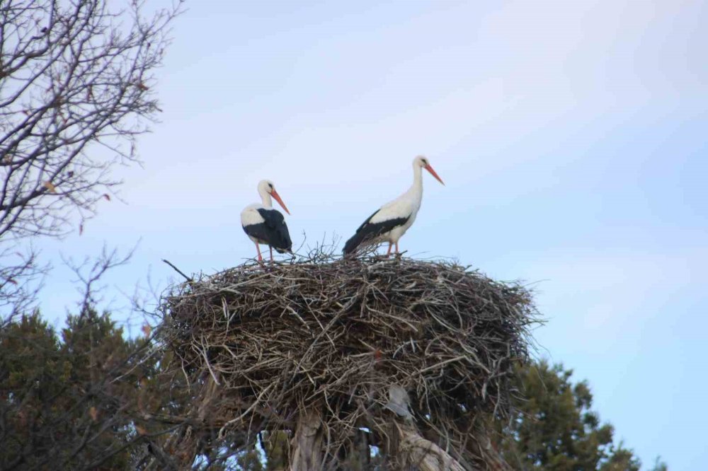 Baharın habercileri Konya'ya geldi! Leylekler Tepesi doluyor