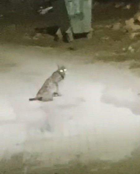 Konya’da nadir görülen vaşak mahallede görüntülendi