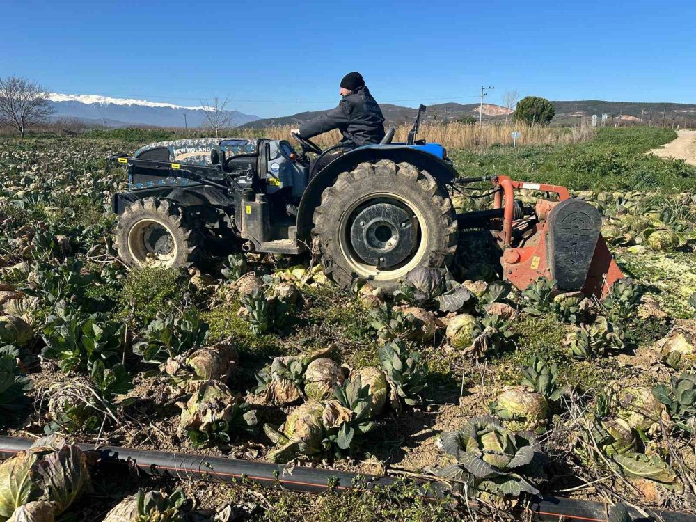 Tarlada Çürüdü, Pazarda 70 Lira
