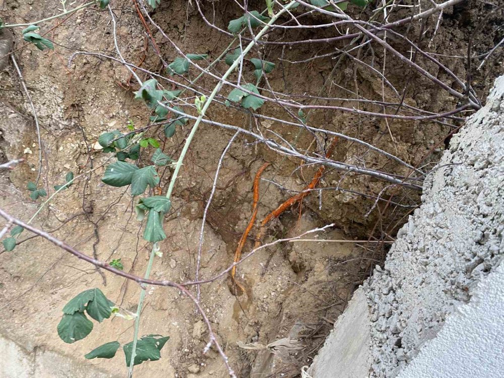 Site bahçesinde insan kafatası bulundu