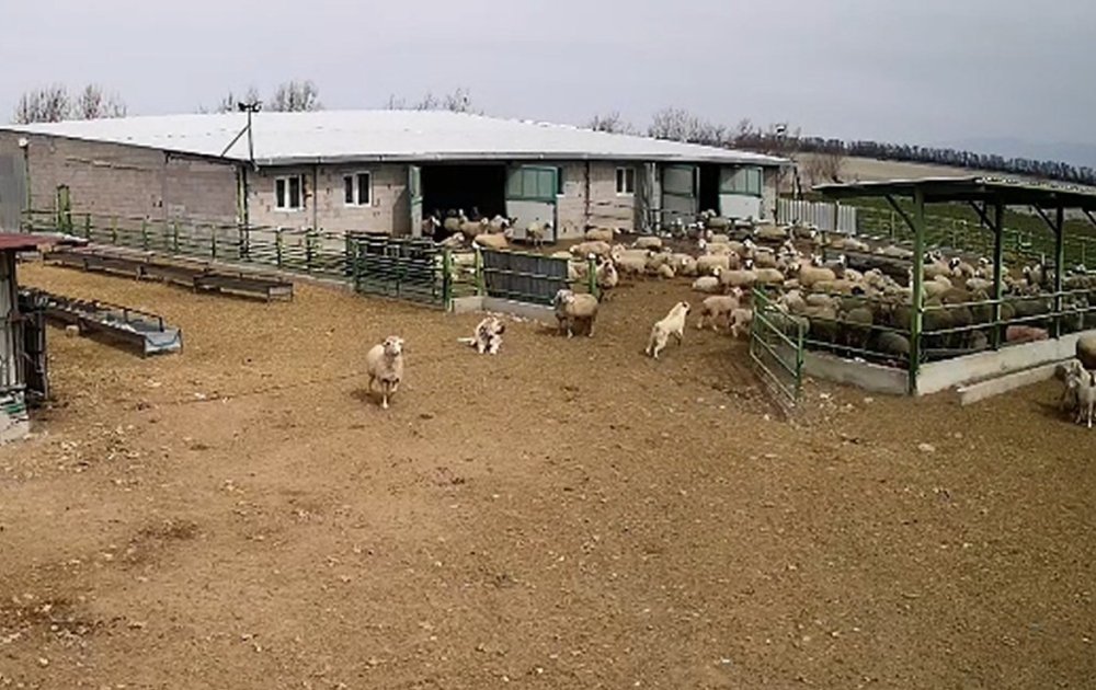 Karapınar’da şaşırtan görüntü: Çoban köpeği sadece izledi