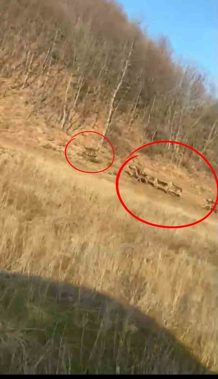 Bursa'da görüntülendiler