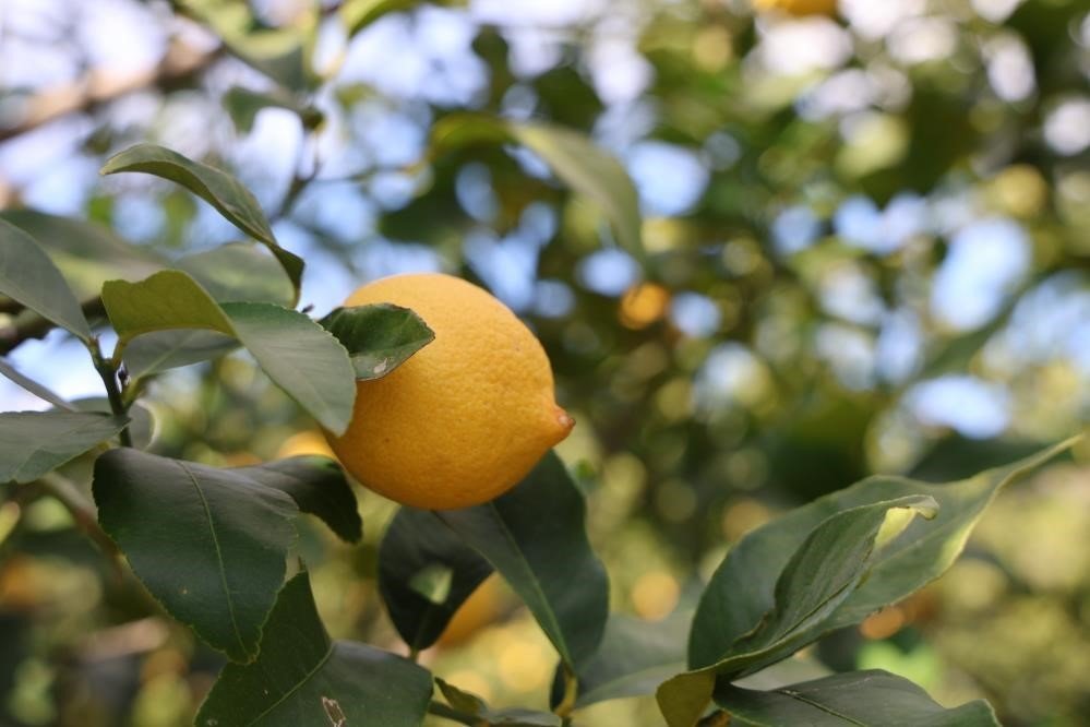 Limonun maliyeti yüzde 410 arttı