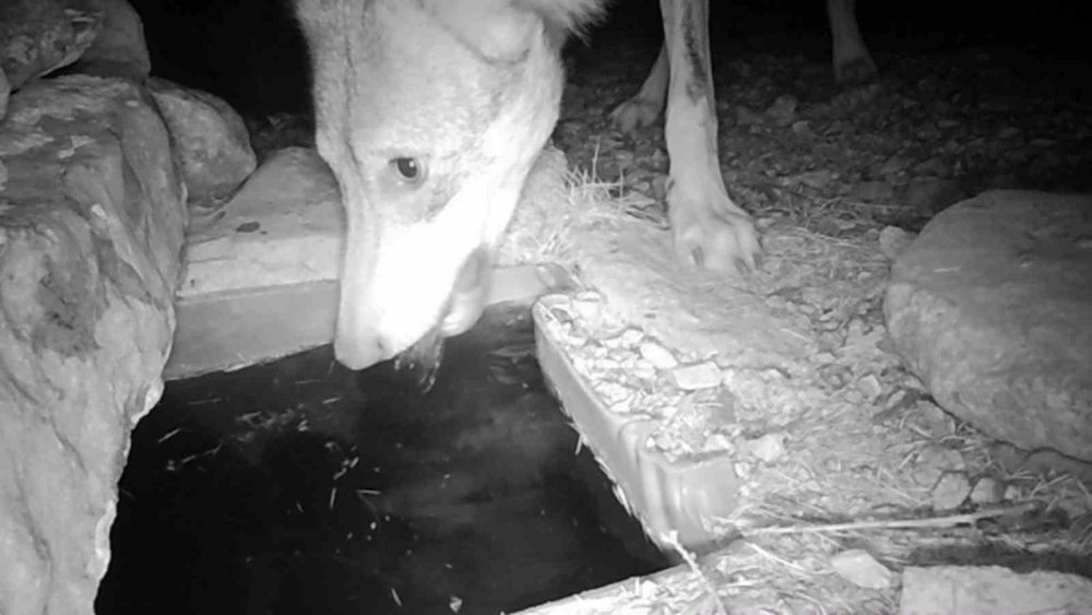 Karaman'da av da avcı da aynı yerden su içti! Fotokapan hepsini yakaladı