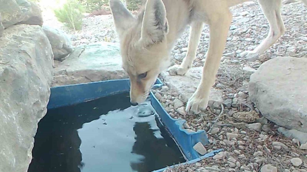 Karaman'da av da avcı da aynı yerden su içti! Fotokapan hepsini yakaladı