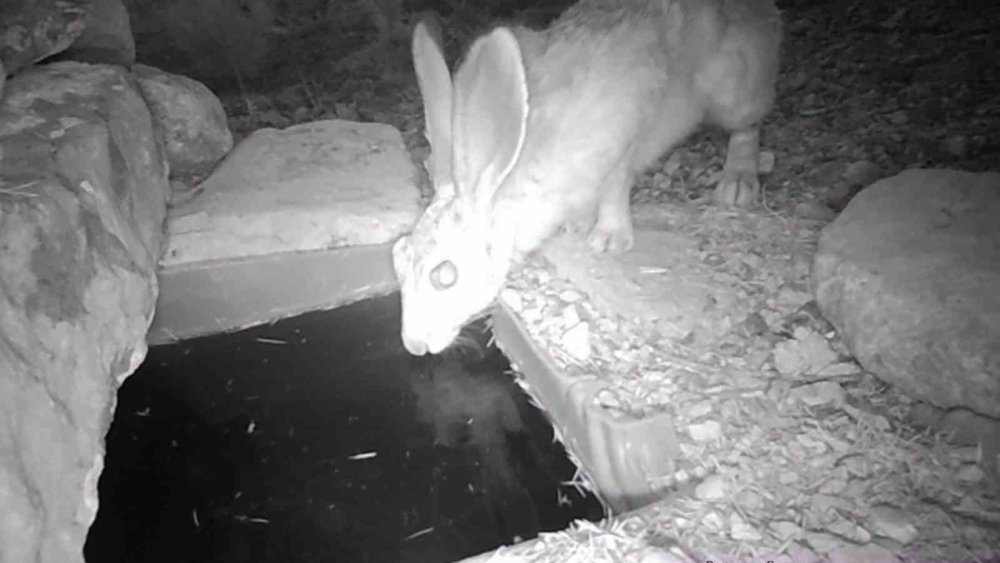 Karaman'da av da avcı da aynı yerden su içti! Fotokapan hepsini yakaladı