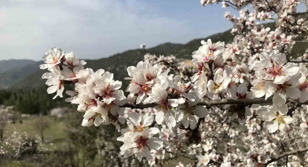 Doğada renk cümbüşü başladı
