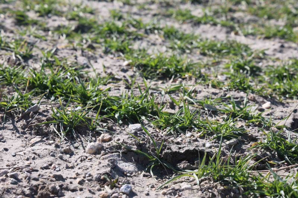 Konyalı çiftçilere yağış sonrası mantar uyarısı