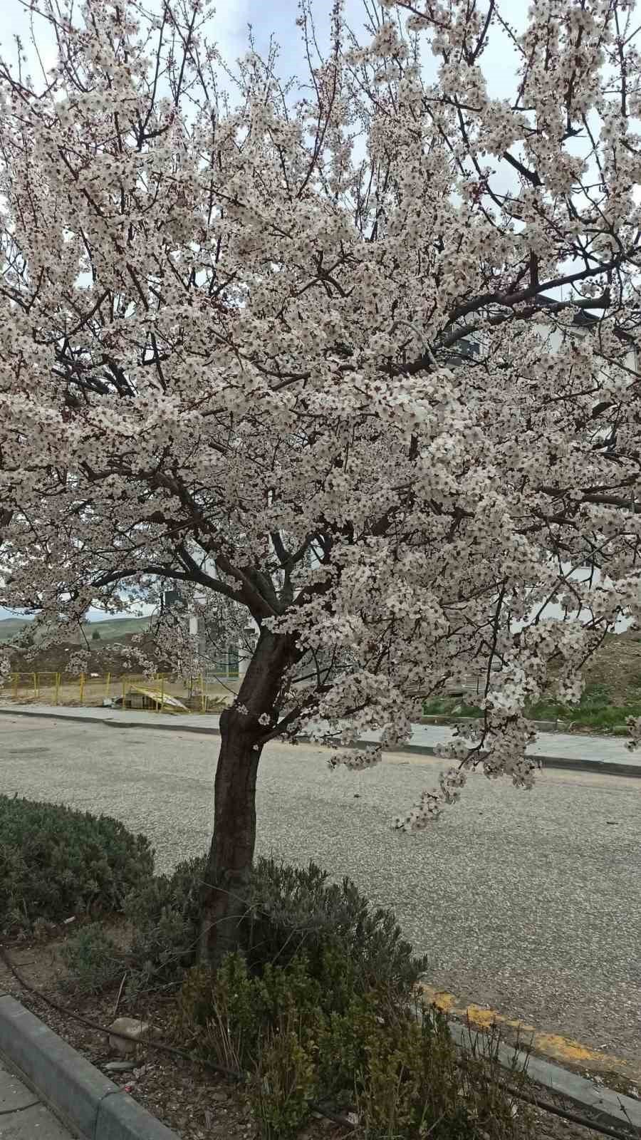 Ankara'da ağaçlar çiçek açtı!