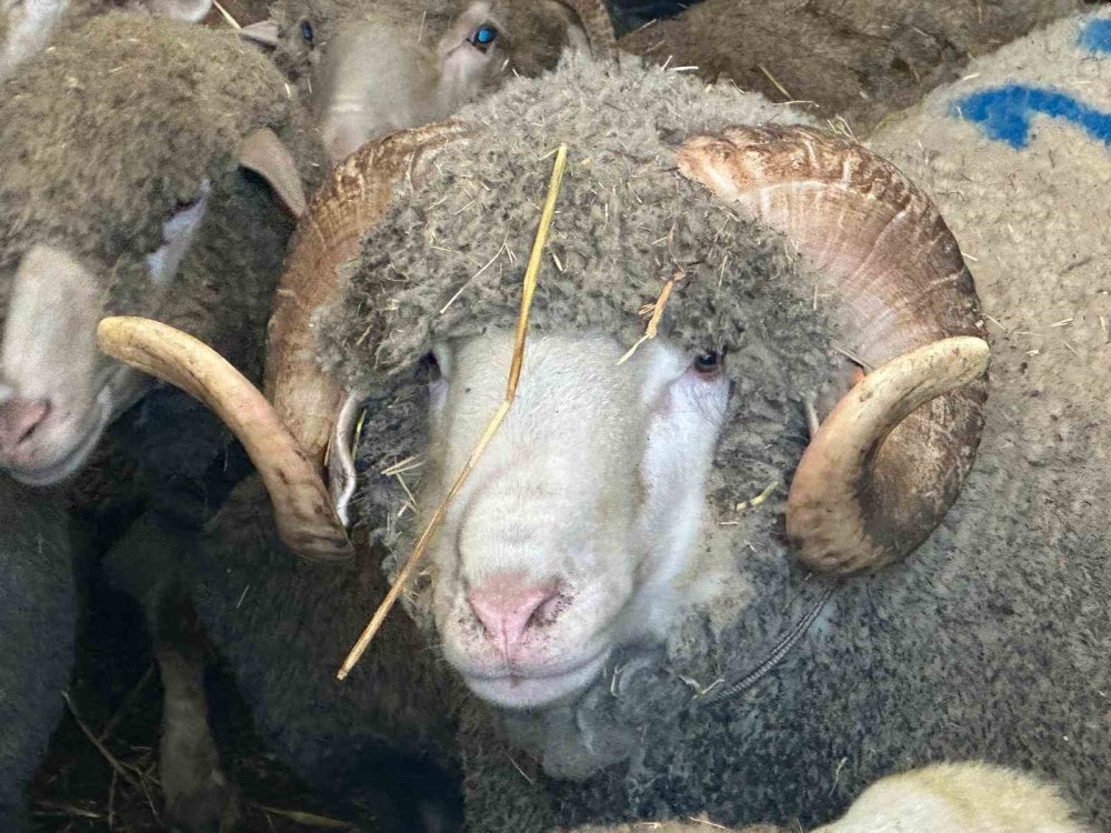 Konyalı çiftçiler sıraya girdi: Şampiyon koçun kuzuları kapışılıyor