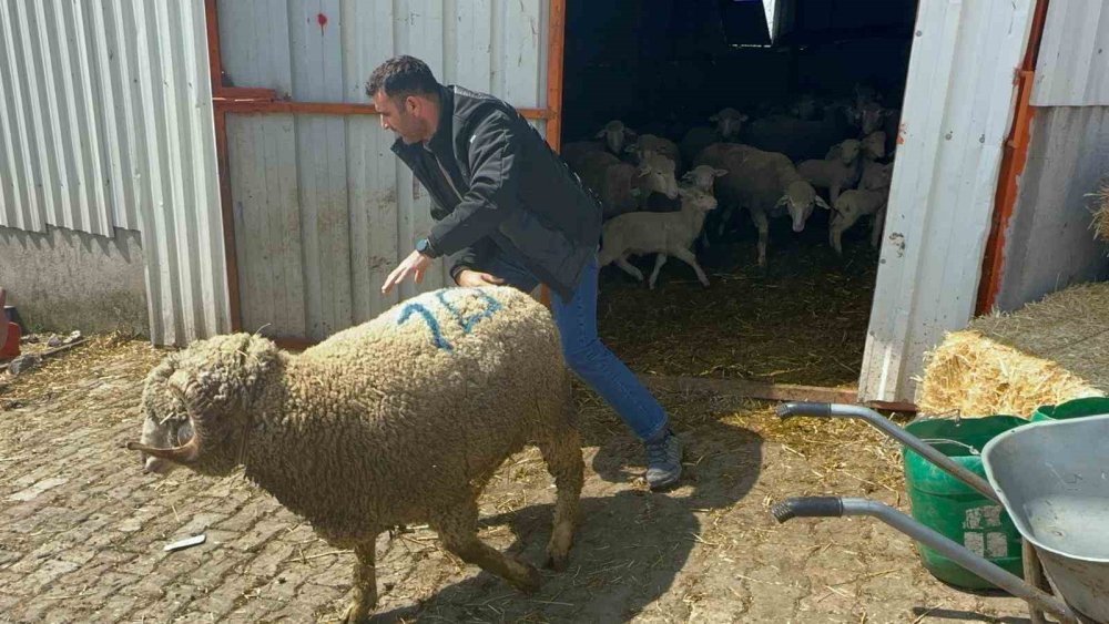 Konyalı çiftçiler sıraya girdi: Şampiyon koçun kuzuları kapışılıyor