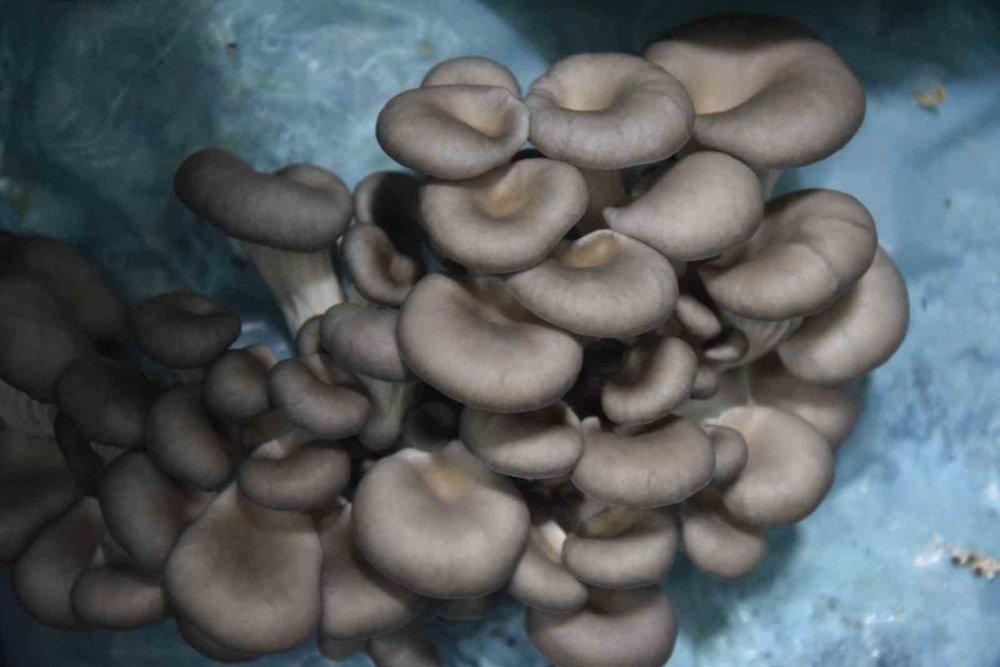 Genç Avukatın Büyük Başarısı: Dev Mantar Tesisi Kurdu!