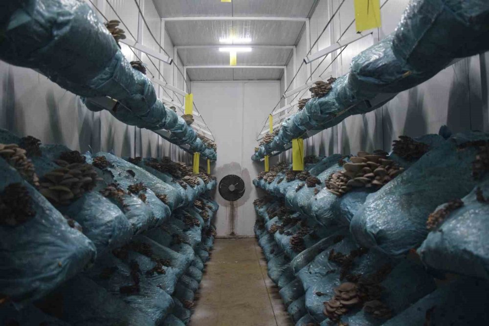 Genç Avukatın Büyük Başarısı: Dev Mantar Tesisi Kurdu!