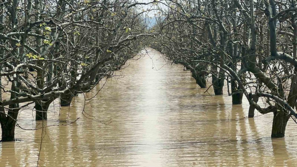 Bursa şeftalileri sular altında kaldı