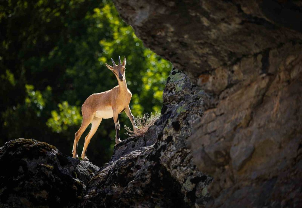 Konya Bozkırından Nemrut Zirvesine: Türkiye’nin En İyi Kareleri Seçildi