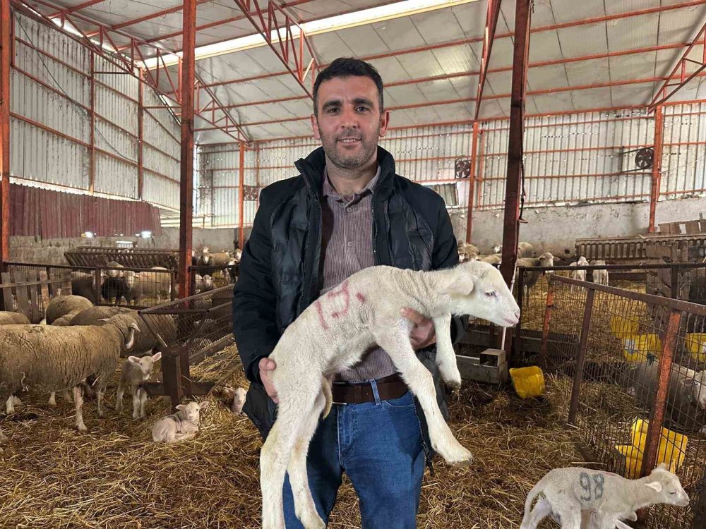 Konya'nın merinosları Bursa'dan geliyor