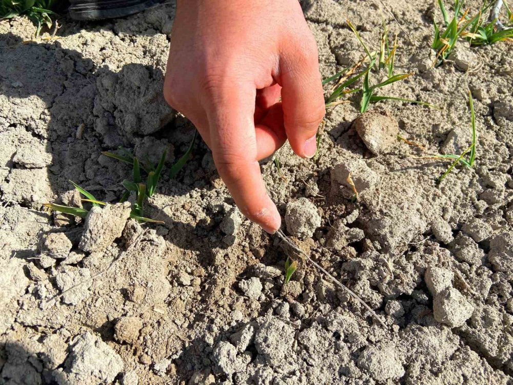 Konya Ovası’nda rekor bekleniyor