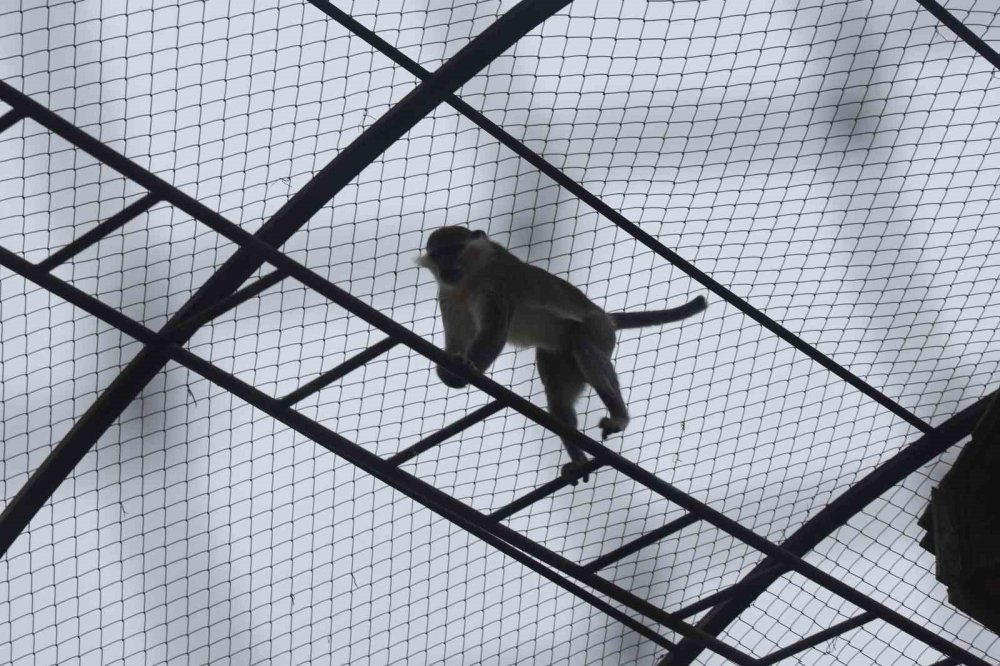 Denizli’de Yakalanan Maymun Konya’ya Getirildi