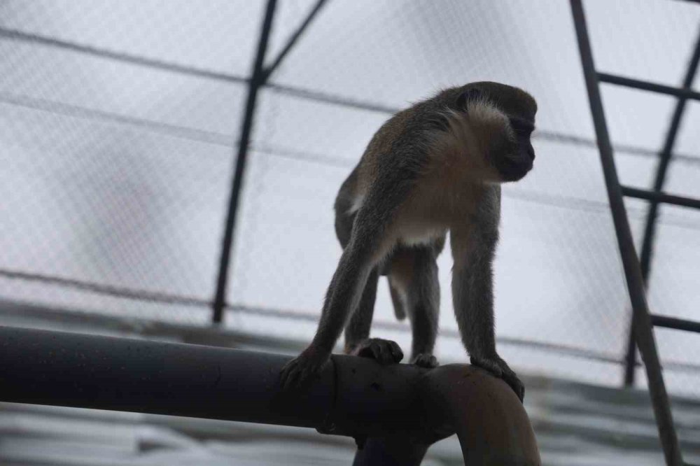 Denizli’de Yakalanan Maymun Konya’ya Getirildi