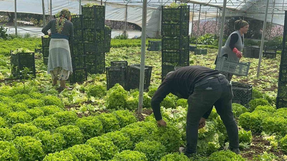 Kıvırcık tarladan 28 liraya çıktı