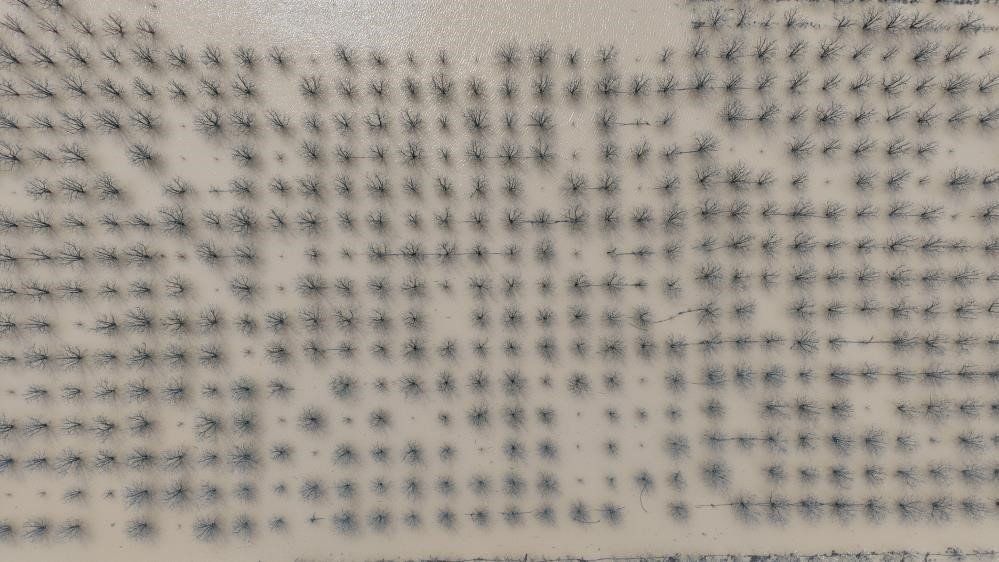 Yağış fazla geldi ağaçlar su altında kaldı