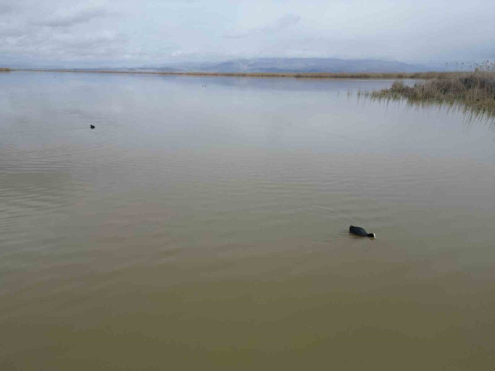 Eber Gölü Küllerinden Doğuyor