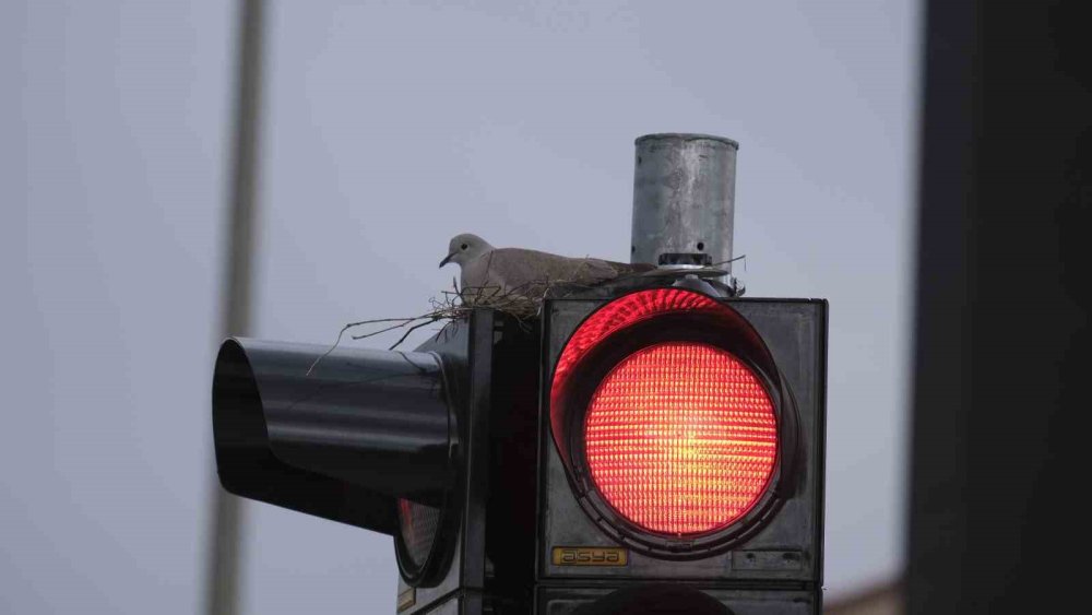 Işığa bakan şaşırıyor! Şehrin en işlek kavşağına yuva yaptı