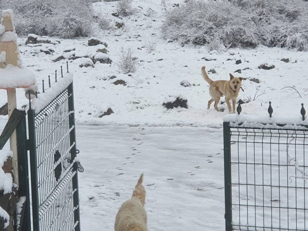 Bahar Geliyor Derken Kış Geri Döndü!
