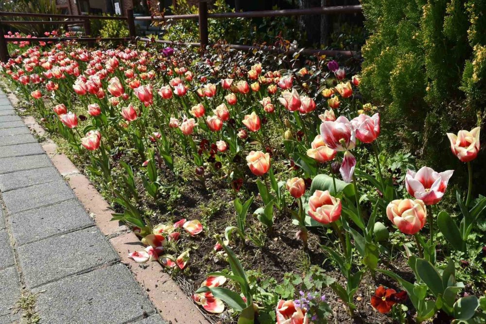 İstanbul'da lale devri