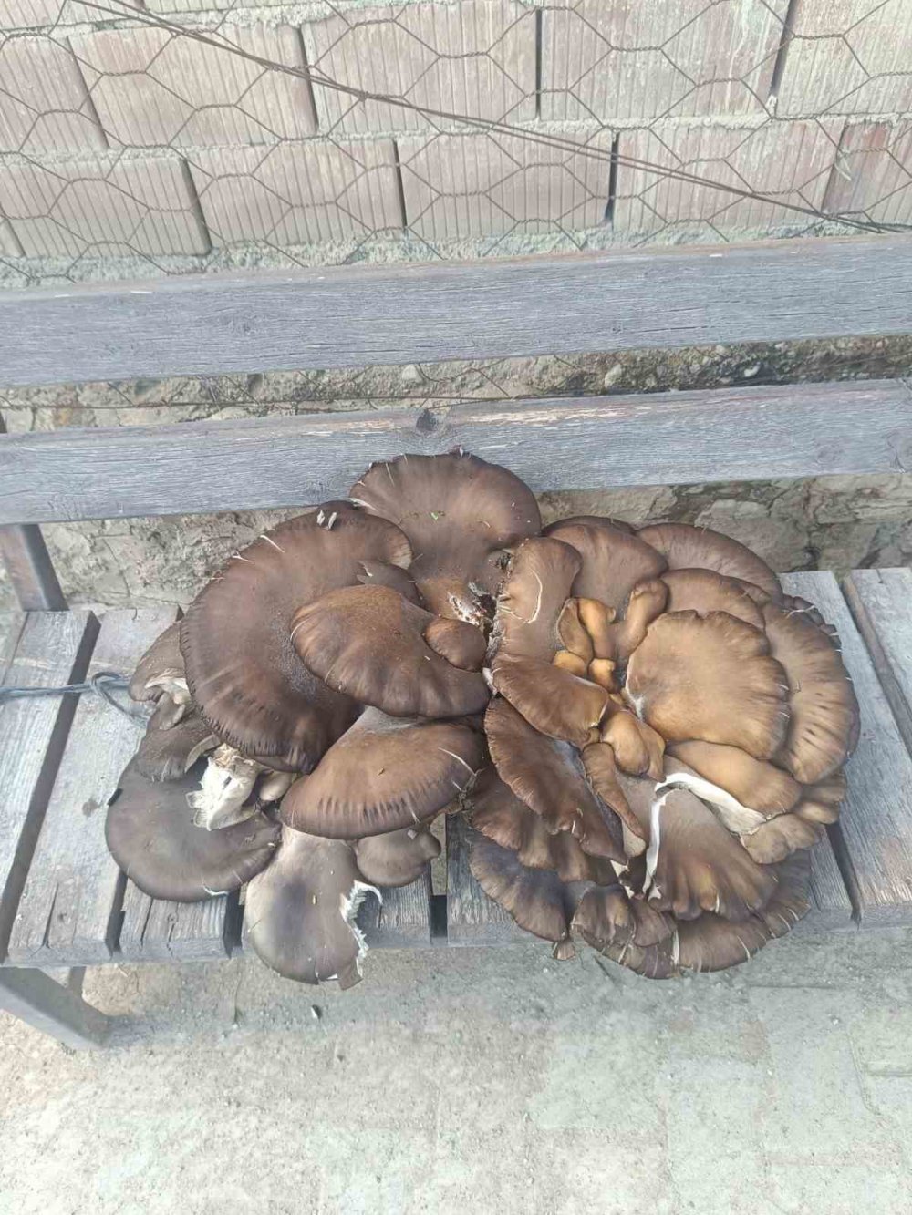 Konya'da dev mantar: Yemek için aradı müze gibi ziyaretçi topladı