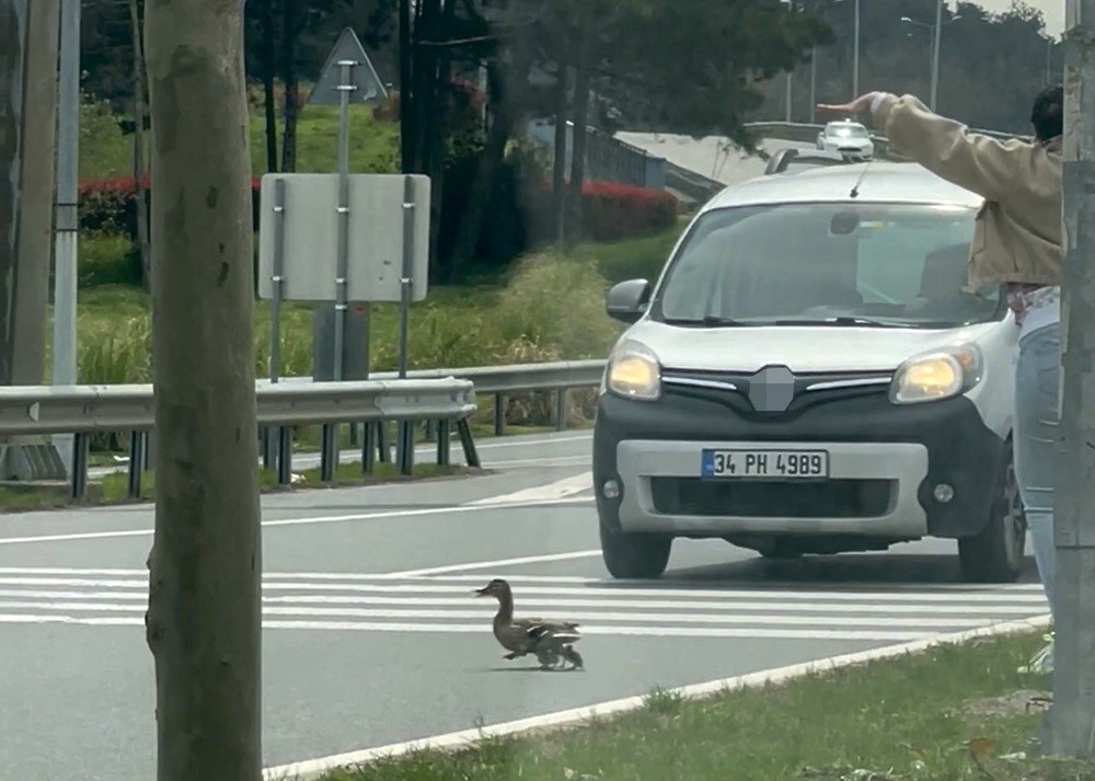 Ördek ailesi trafiği durdurdu