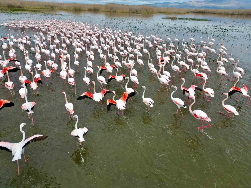 Pembe kanatlar Eber Gölü’nde