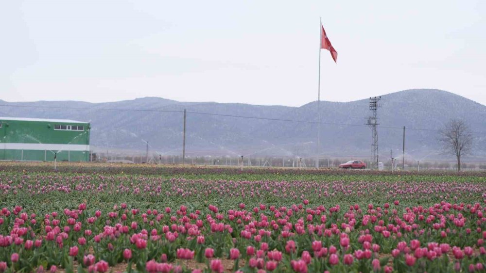 Karaman’ın lale tarlası ziyaretçilerine hazırlanıyor