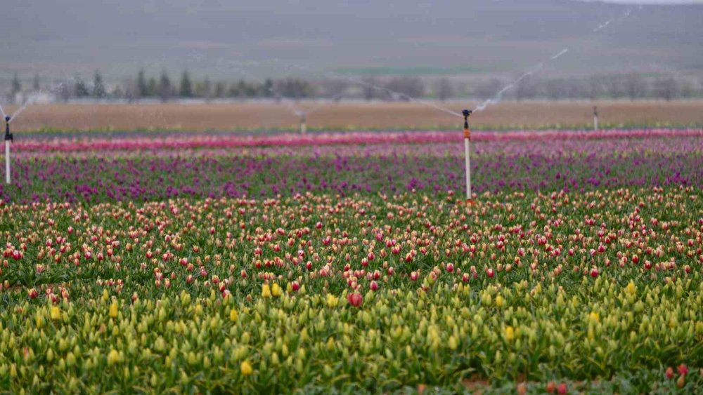 Karaman’ın lale tarlası ziyaretçilerine hazırlanıyor