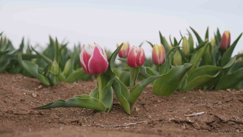 Karaman’ın lale tarlası ziyaretçilerine hazırlanıyor